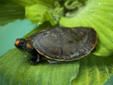 Red-Headed Amazon River Turtle in Lake Balbina
