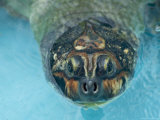 Giant Amazon River Turtle in Balbina Lake