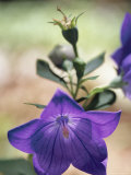 Close View of a Balloon Flower in Bloom