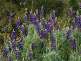 A Cluster of Purple Lupines in the Vilcabamba Range