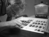 An Entomologist Examines Insects in a Display Case