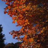 Leaf Color Change in Whitnall Park
