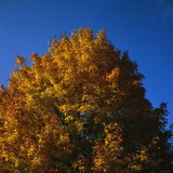 Leaf Color Change in Whitnall Park