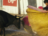 A Bullfighter Swings His Cape as a Black Bull Approaches