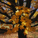 Leaf Color Change in Whitnall Park