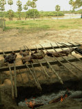 Meat Is Grilled on Spits over an Open Pit