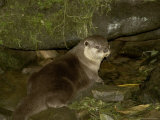 Asian Short-Clawed River Otter at the Entrance to its Den