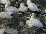 Northern Gannets and Chicks Roost on Cliffs Above the Atlantic Ocean