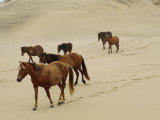 A Group of Wild Horses in the Dunes of Sable Island