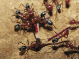 Meat Ants Struggle Together to Move a Grasshopper Leg into Their Nest