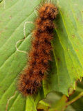 A Yellow Bear or Virginia Tiger Moth Caterpillar on an Ash Leaf