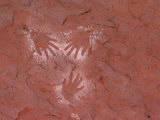 Handprints Painted on a Rock Wall by the Ancient Pueblo People  Also Known as the Anasazi