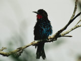 A Black Bee-Eater Sitting on a Tree Branch