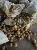 Coconuts Spilling from Bags Lying on a Floor