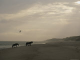 A Group of Wild Horses in the Dunes of Sable Island
