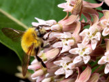 A Golden Northern Bumble Bee  Bombus Fervidus  Feeding on Milkweed