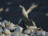 Northern Gannets Roost on Cliffs Above the Atlantic Ocean