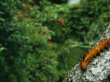 A Brightly Colored and Spiny Caterpillar on a Branch