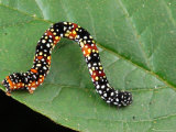 An Unidentified Gemotrid (Inch-Worm) Caterpillar on a Leaf
