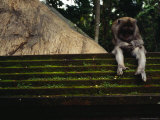 A Monkey Sits Contemplatively on a Temple Wall in the Ubud Monkey Forest