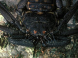 Close View of the Head of a Scorpion