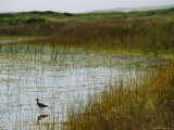 Beach Grass and an American Avocet on the Shore of Sable Island