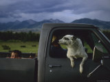 A Young Boy and His Dog Ride in His Grandfathers Truck