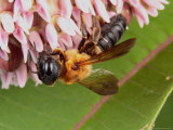 A Bee  Andrena Species  Feeding on Milkweed