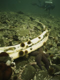 Starfish  Sea Urchins  Snails  and Divers in Underwater Scene with Whale Ribs
