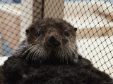 Portrait of a Sea Otter (Enhydra Lutris) Rescued after the Exxon Oil Spill in Prince William Sound