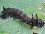 An Imperial Moth Caterpillar  Eacles Imperalis  Eating a Leaf