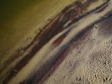 Bird Footprints in the Sand