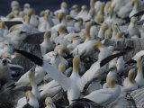 Northern Gannets and Chicks Roost on Cliffs Above the Atlantic Ocean