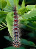 A Gypsy Moth Caterpillar  Lymantria Dispar  Hanging from a Twig