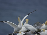 Northern Gannets Roost on Cliffs Above the Atlantic Ocean