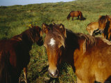 Wild Horses on Sable Island Originally Owned by Acadians Who were Forcibly Moved from Nova Scotia