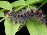 A Gypsy Moth Caterpillar  Lymantria Dispar  Crawling on a Leaf