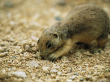 A Utah Prairie Dog