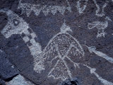 Ancient Pueblo-Anasazi Rock Art with Birds and Snakes