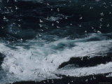 Flocks of Northern Gannets Soar Above the Atlantic Ocean