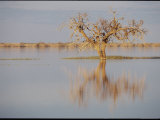 A Tree in the Coongie Lakes Wetlands is Reflected on the Waters Surface