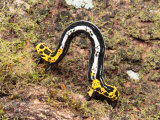 A Geometrid (Inch-Worm)Caterpillar Crawling on the Ground