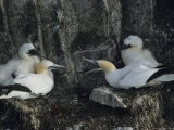 Northern Gannets and Chicks Roost on Cliffs Above the Atlantic Ocean