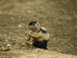 A Utah Prairie Dog is Dyed as Part of a Research Study