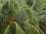 Palm Trees and Coconuts