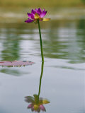 A Water Lily Bloom in an Australian Billabong
