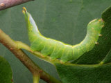 A Luna Moth Caterpillar  Actias Luna  Eating a Leaf