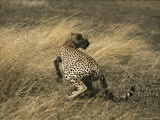 A Cheetah Startled by Another Approaching Cheetah
