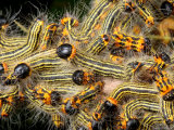 A Group of Yellow-Necked or Drexels Datana Caterpillars