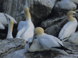Northern Gannets and Chicks Roost on Cliffs Above the Atlantic Ocean